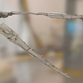 Elongated Skeletal Bones With Cracked Texture And Irregular Edges