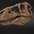 Ancient Dinosaur Skull Fossil With Sharp Teeth And Detailed Bone Structure 3d model
