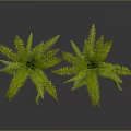 Lush Green Ferns In White And Black Pots For Indoor Decor