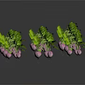 Fresh Pink Edible Fruits on Green Leafy Vines Naturally Grown