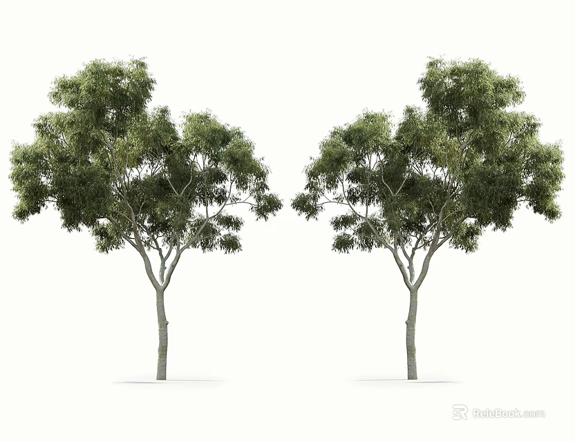 Two Green Arbor Trees with Dense Foliage and Gray Trunks Isolated on White Background 3d model