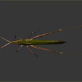 Green Grasshopper With Long Legs And Leaf Shaped Body On Dark Background