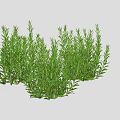 Green Rosemary Plants With Slender Leaves Naturally Growing In Clusters