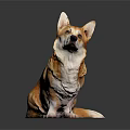 Brown and White Corgi Sitting on Dark Background With Reflection on Smooth Surface