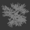 Tall Arbor With Bare White Covered Branches And Brown Trunk On Gray Background