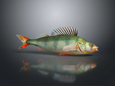 Fresh Fish With Colorful Scales Fins And Reflective Surface On Dark Background 3d model