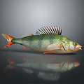 Fresh Fish With Colorful Scales Fins And Reflective Surface On Dark Background