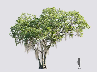 Lush Green Shrub With Dense Foliage Standing Beside Child Silhouette In Natural Setting 3d model