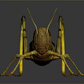 Realistic Yellow Grasshopper 3D Render With Black Stripes Long Legs And Body Details