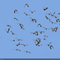 Flock of Birds Soaring Through Clear Blue Sky in Flight Formation