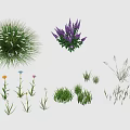 Diverse Collection of Flowers and Grasses with Purple Blooms Wildflowers and Ornamental Grasses