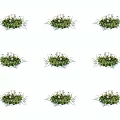 Fresh Natural Green Grass With Small White Flowers Decorative Garden Plant Arrangement