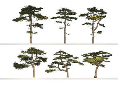 Arbor Pine Trees Displaying Tall Trunks Various Shapes And Lush Green Foliage 3d model