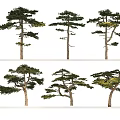Arbor Pine Trees Displaying Tall Trunks Various Shapes And Lush Green Foliage 3d model