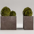 Two Bonsai Plants In Square Concrete Planters With Green Spherical Foliage