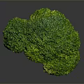 Fresh Green Broccoli with Tree Like Shape and White Stem on Gray Background 3d model
