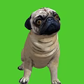 Cute Pug Dog Sitting On Green Background With Big Eyes And Wrinkles