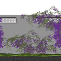 Purple Flowering Vines Covering Gray Wall With White Grid Window Green Grass And Small Stones