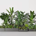 Indoor Potted Plants With Various Green Leafy Species In Grey Rectangular Planters 3d model