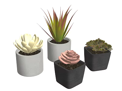 Bonsai Potted Succulent Plants In White Gray Black Pots With Various Shapes 3d model