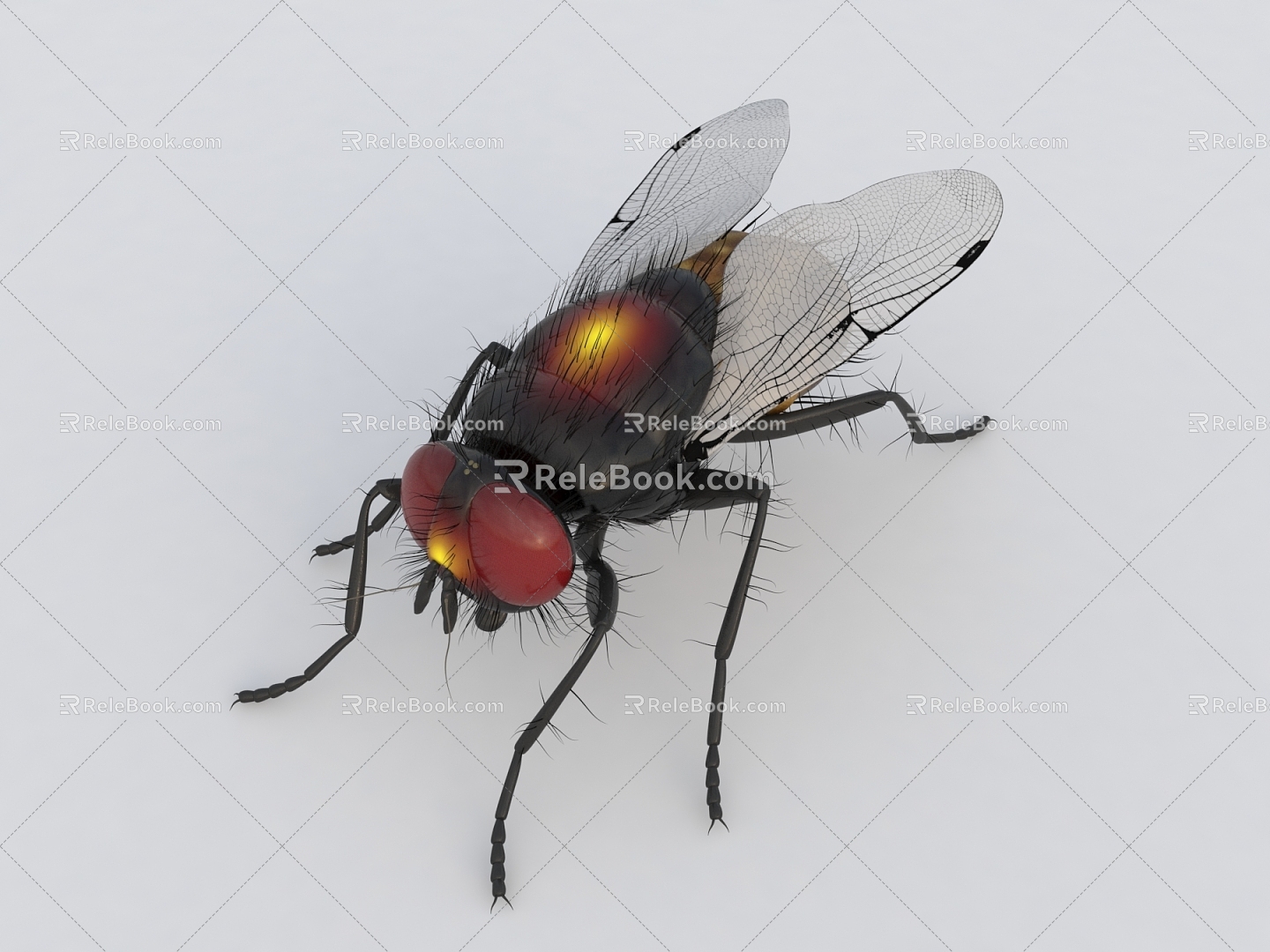 fly insect 3d model