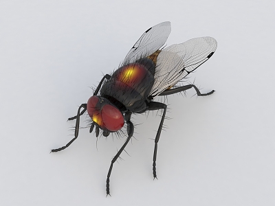 fly insect 3d model