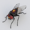 fly insect 3d model