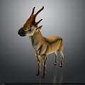 Orange Deer with Brown Antlers Black Nose White Belly in 3D Rendering on Gray Background