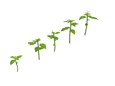 Tree Seedlings in Different Growth Stages With Green Leaves and Stems 3d model