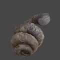 Unique Ancient Spiral Seashell Fossil With Detailed Texture On Dark Background