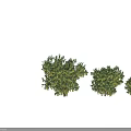 Three Green Flowering Plants Featuring Yellow Blooms in Various Sizes