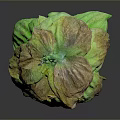Fresh Green Hops For Home Brewing Supplies With Natural Stem And Brown Tips