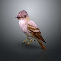 Pink And Brown Feathered Flying Animal Bird Standing With Golden Claws On Gray Background