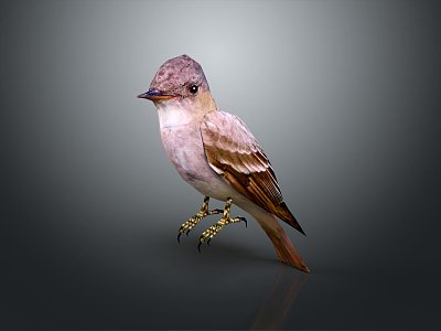 bird game animal cartoon animal realistic animal 3d model