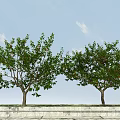 Tall Arbor With Lush Green Leaves And Red Fruits Against Blue Sky