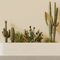 Elegant Potted Cacti And Succulents In White Rectangular Planter Against Beige Wall