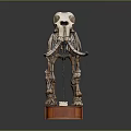 Modern skeleton animal skeleton elephant fossil 3d model