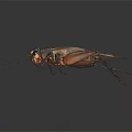 Detailed Close Up Of Reptile With Long Legs And Textured Exoskeleton On Black Surface
