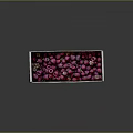 Juicy Fresh Ripe Red Raspberries in a Brown Cardboard Box Container