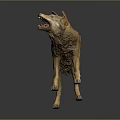 Wolf Model in Standing Pose With Open Mouth and Brown Yellow Fur on Dark Background