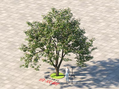 Large Shade Tree in Paved Square with Street Lamp and Person Standing 3d model