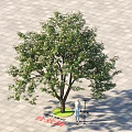 Large Shade Tree in Paved Square with Street Lamp and Person Standing