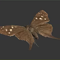 Detailed View Of Brown Butterfly With White Spots On Wings And Tail Like Extensions