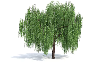 Graceful Willow Tree With Long Hanging Green Leaves And Brown Trunk 3d model