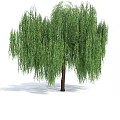 Graceful Willow Tree With Long Hanging Green Leaves And Brown Trunk