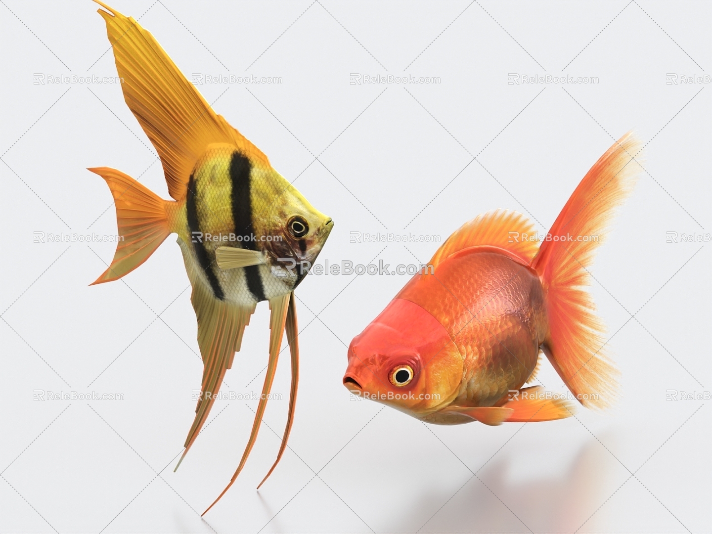 Goldfish, angelfish, ornamental fish, pet fish, koi, carp, crucian carp, red carp 3d model