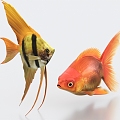 Goldfish, angelfish, ornamental fish, pet fish, koi, carp, crucian carp, red carp 3d model