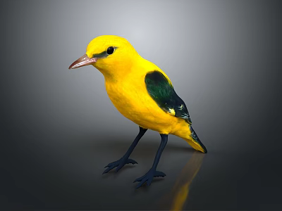 Vibrant Yellow Bird with Green Wing Patches Standing on Glossy Black Surface 3d model