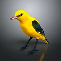 Vibrant Yellow Bird with Green Wing Patches Standing on Glossy Black Surface