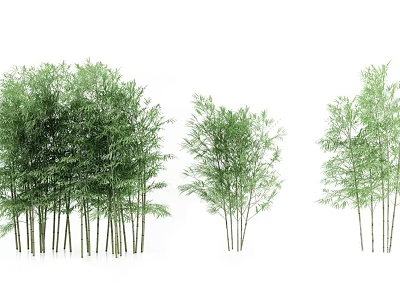 Lush Bamboo Plants With Green Foliage And Slender Tall Stems 3d model